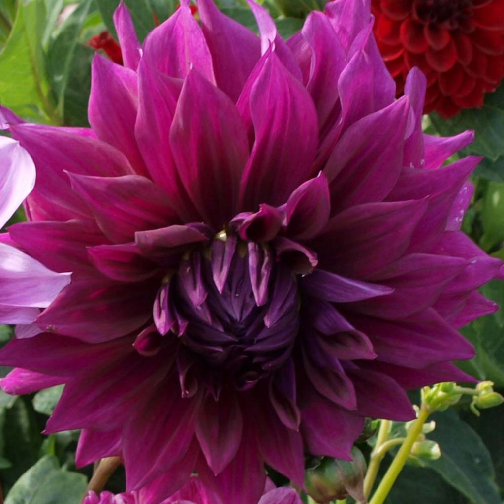 Dahlia géant Thomas Edison