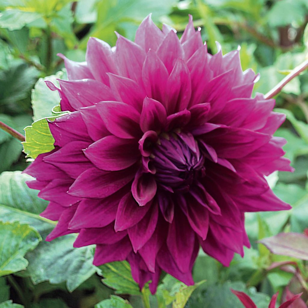 Dahlia géant Thomas Edison