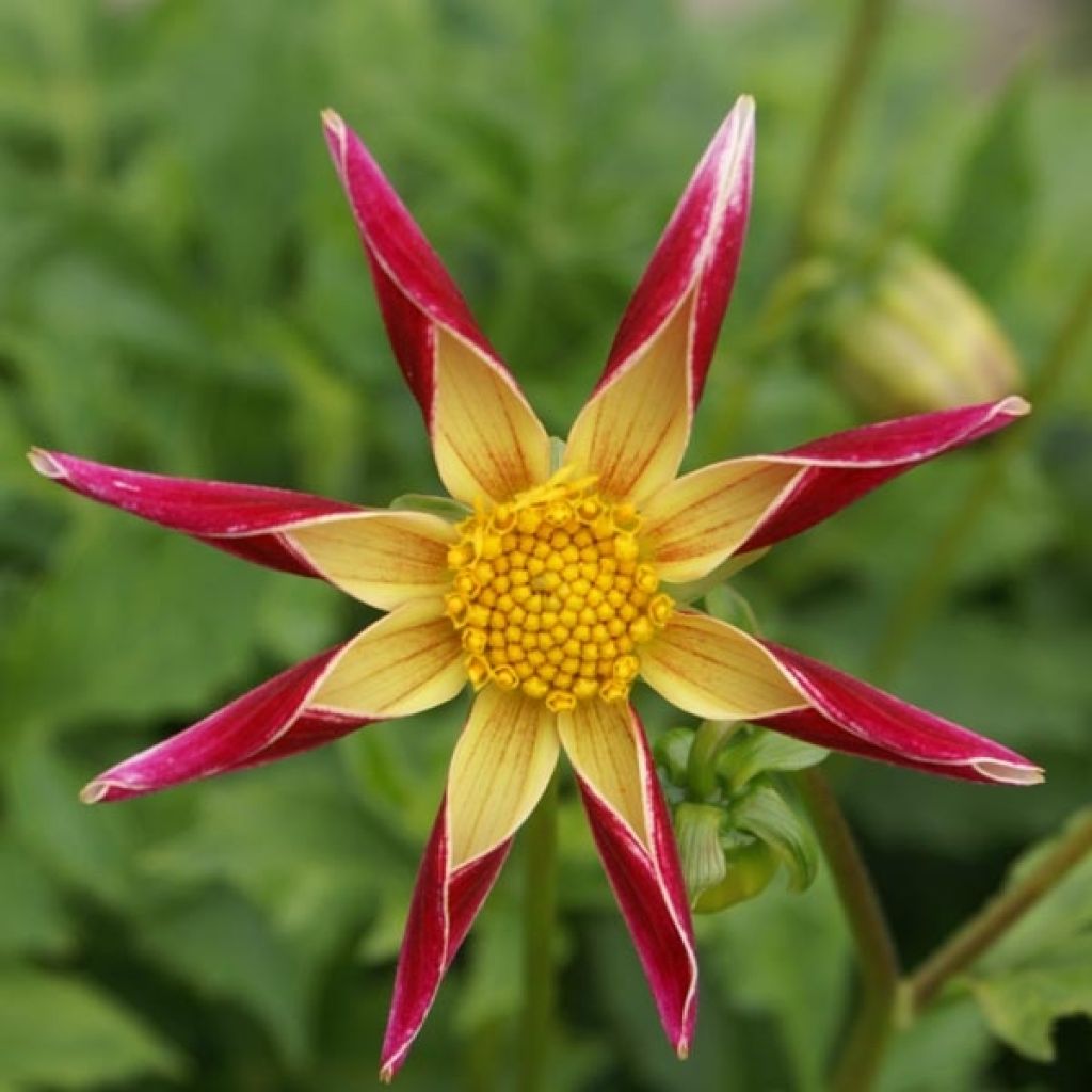 Dahlia Honka Tahoma Moonshot