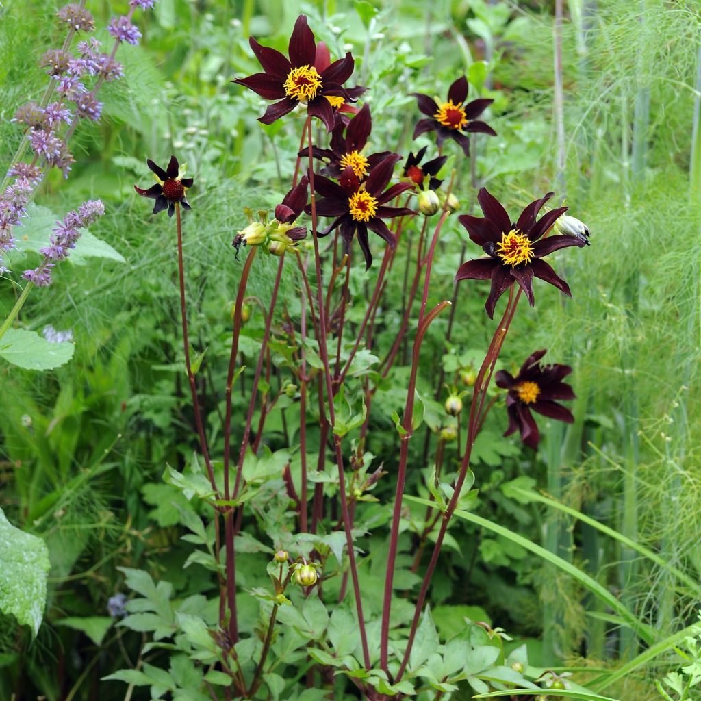 Dahlia Honka Verrone's Obsidian