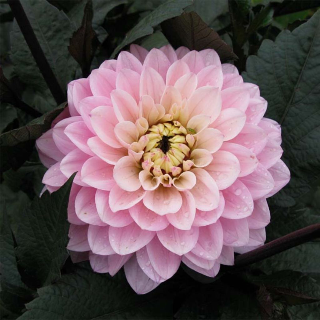 Dahlia nain Gallery De la Tour