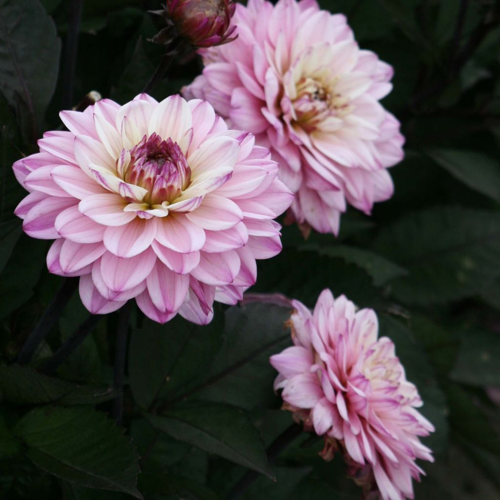 Dahlia nain Gallery De la Tour