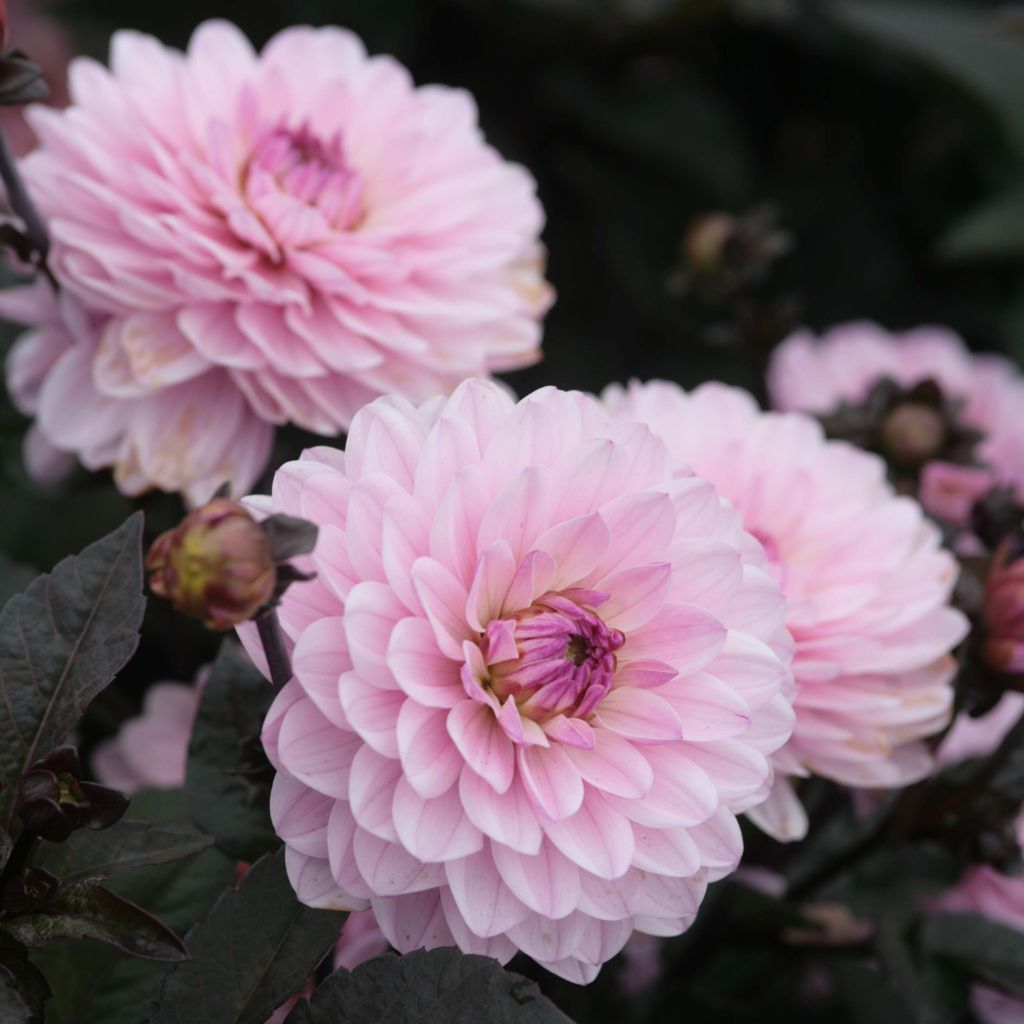 Dahlia nain Melody Harmony