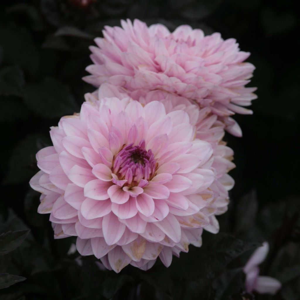 Dahlia nain Melody Harmony