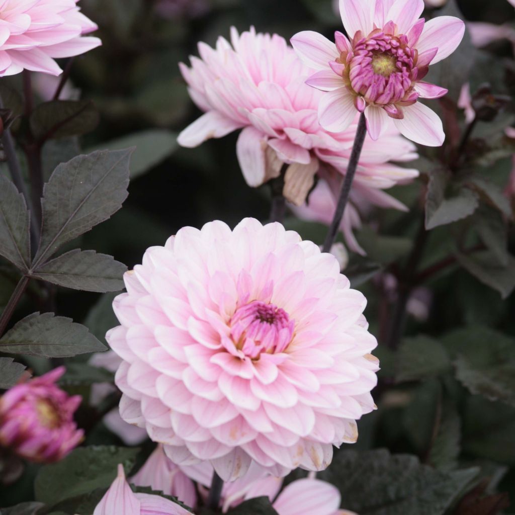 Dahlia nain Melody Harmony