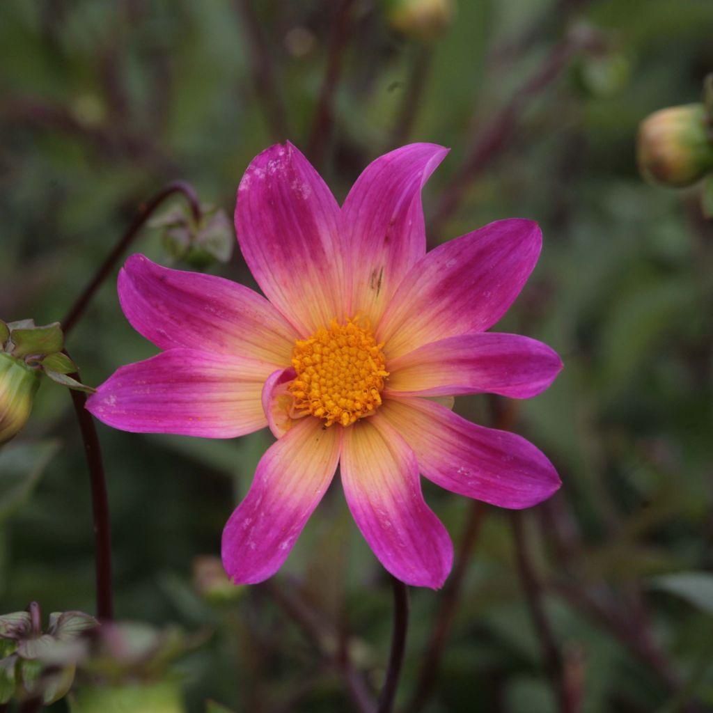 Dahlia paysage Bright Eyes