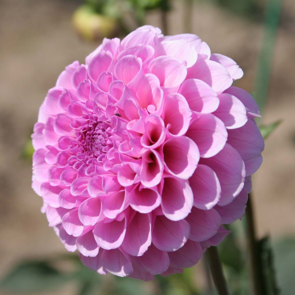 Dahlia Pompon Stolze von Berlin