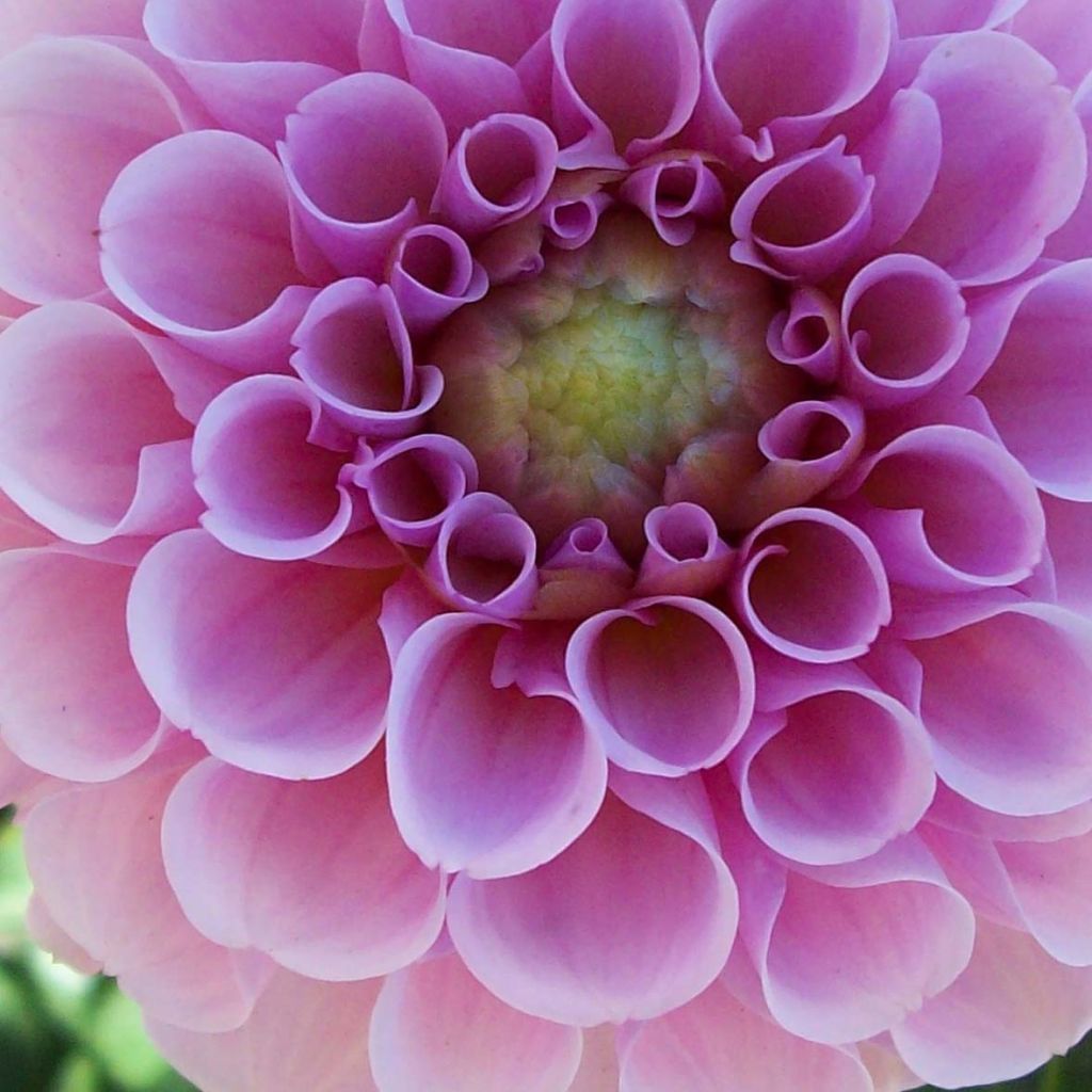 Dahlia Pompon Stolze von Berlin