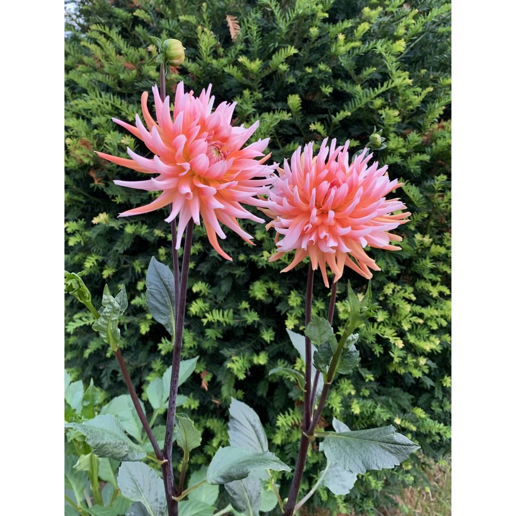 Dahlia semi-cactus Okapi Sunset