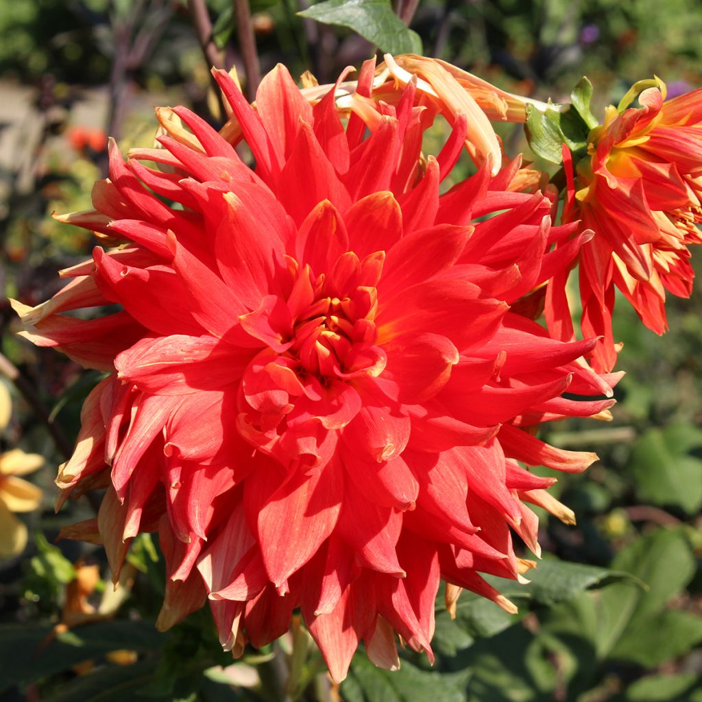 Dahlia semi-cactus Vulcan