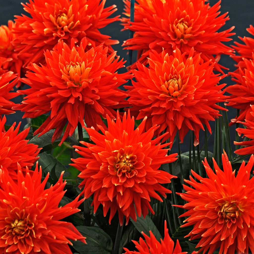 Dahlia semi-cactus Vulcan