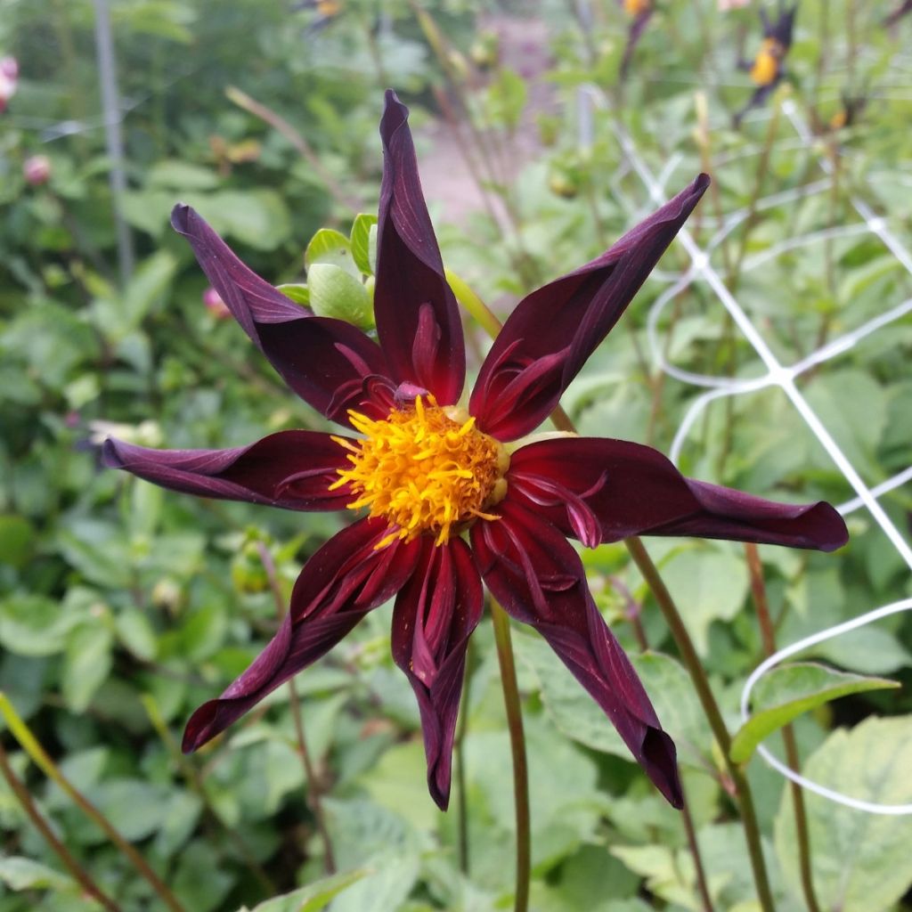 Dahlia Honka Verrone's Obsidian