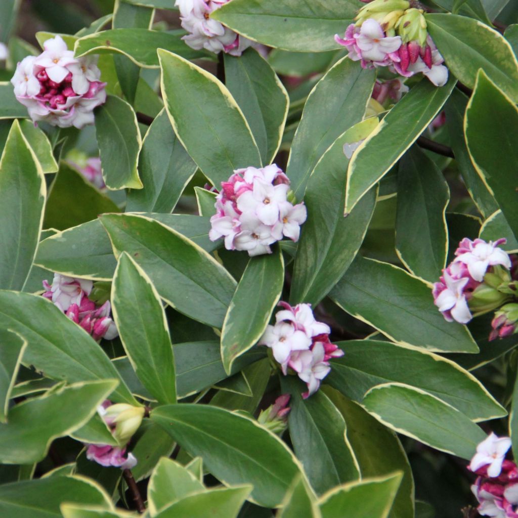 Daphne odora Aureomarginata