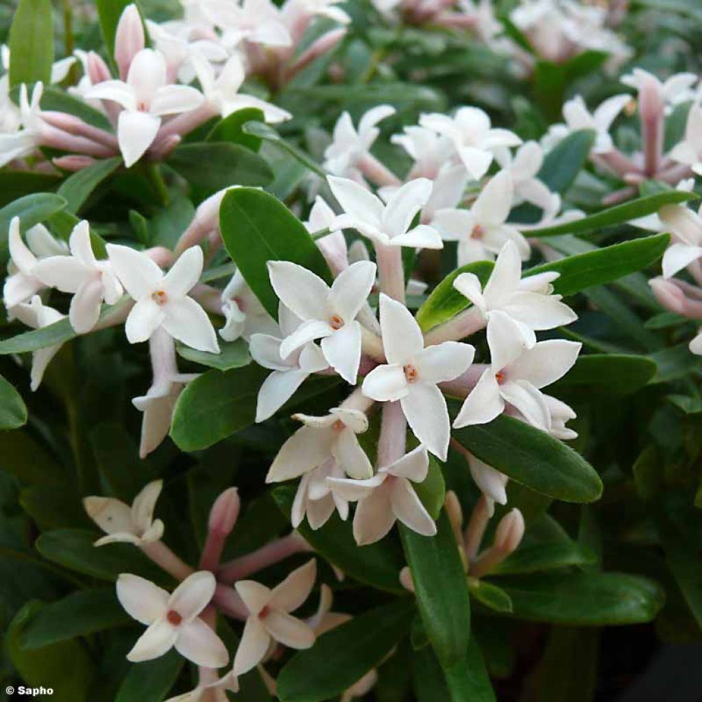 Daphne x transatlantica Eternal Fragrance