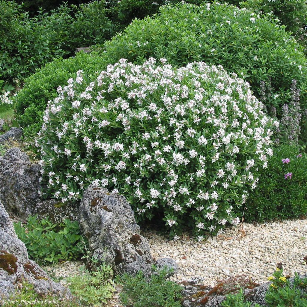 Daphne x transatlantica Eternal Fragrance