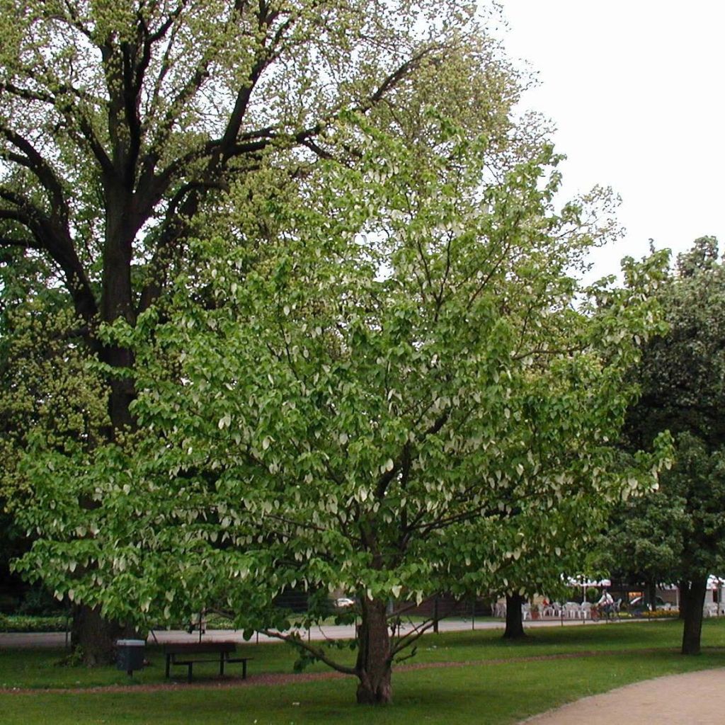 Arbre aux mouchoirs - Davidia involucrata var. vilmoriniana