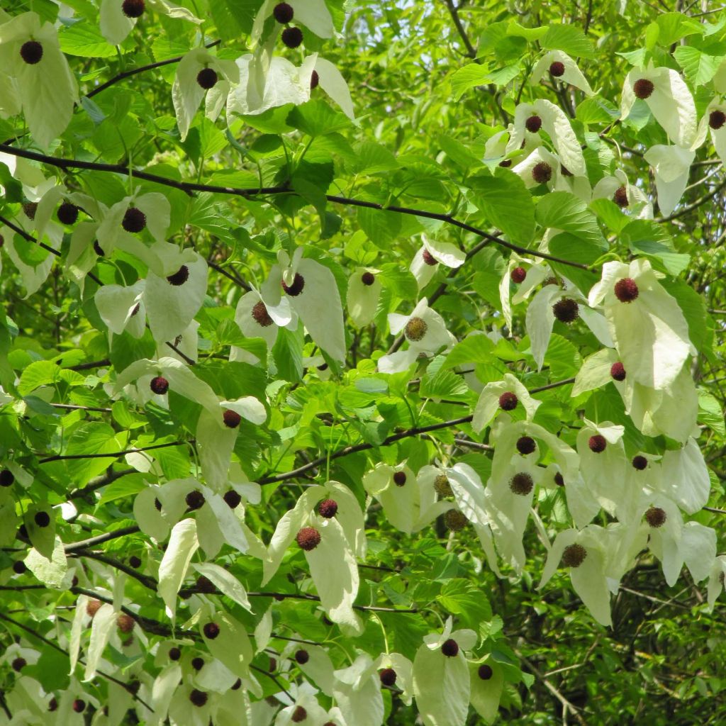 Arbre aux mouchoirs - Davidia involucrata var. vilmoriniana