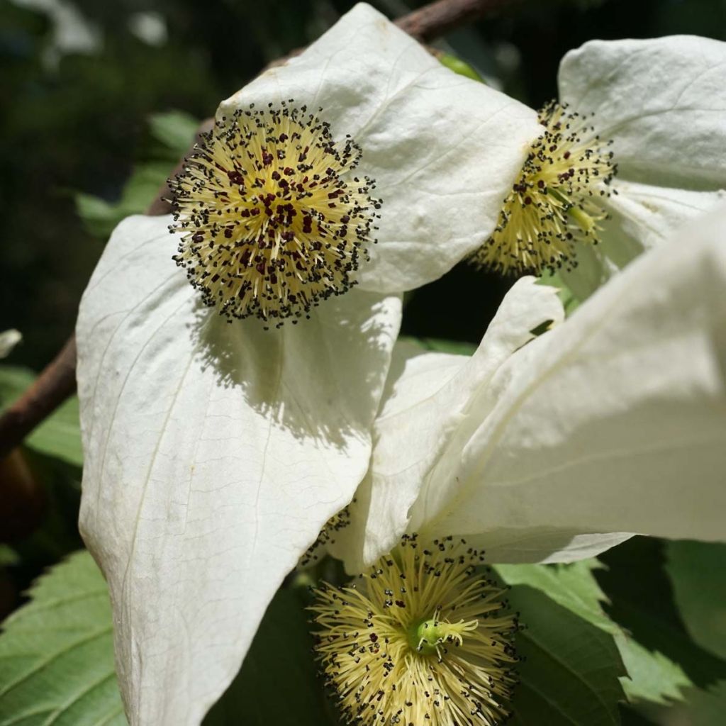 Arbre à mouchoir - Davidia involucrata