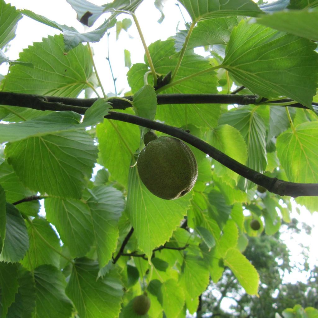 Arbre à mouchoir - Davidia involucrata