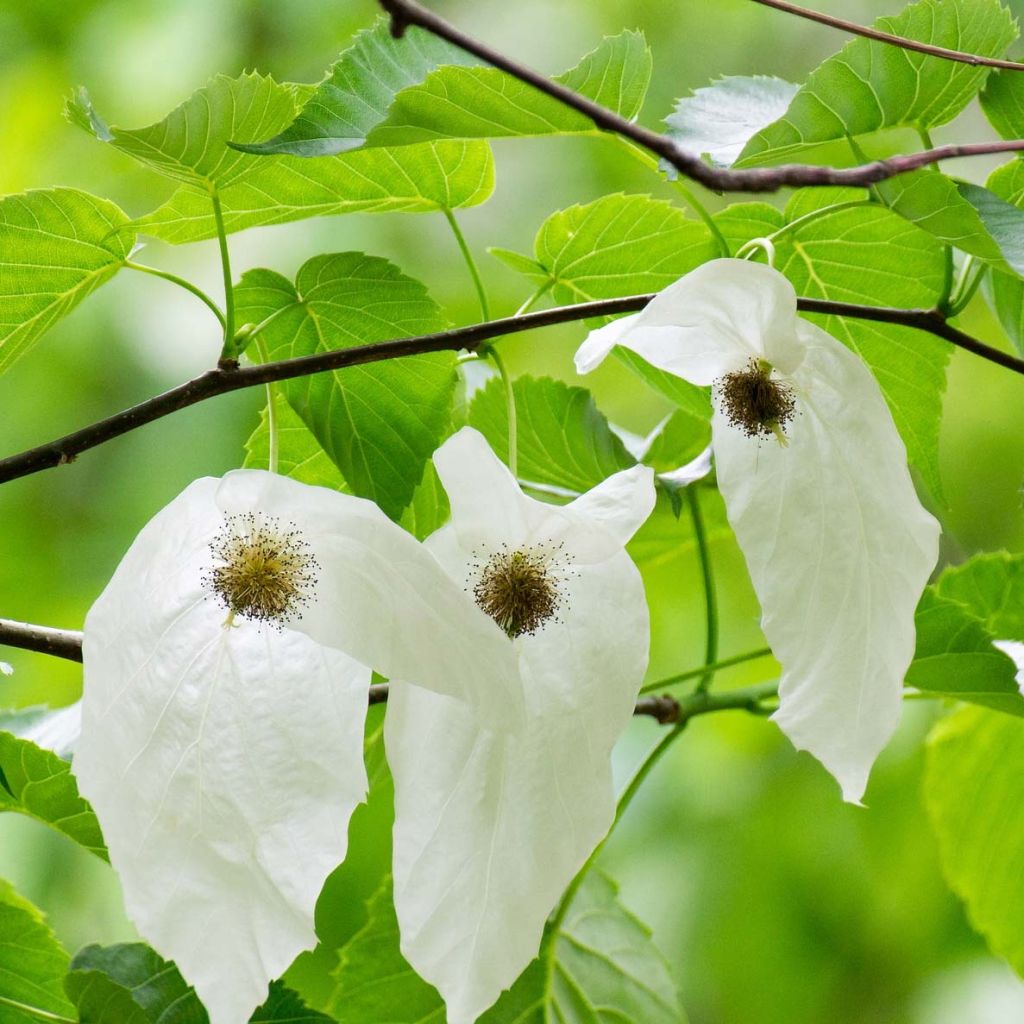 Arbre à mouchoir - Davidia involucrata