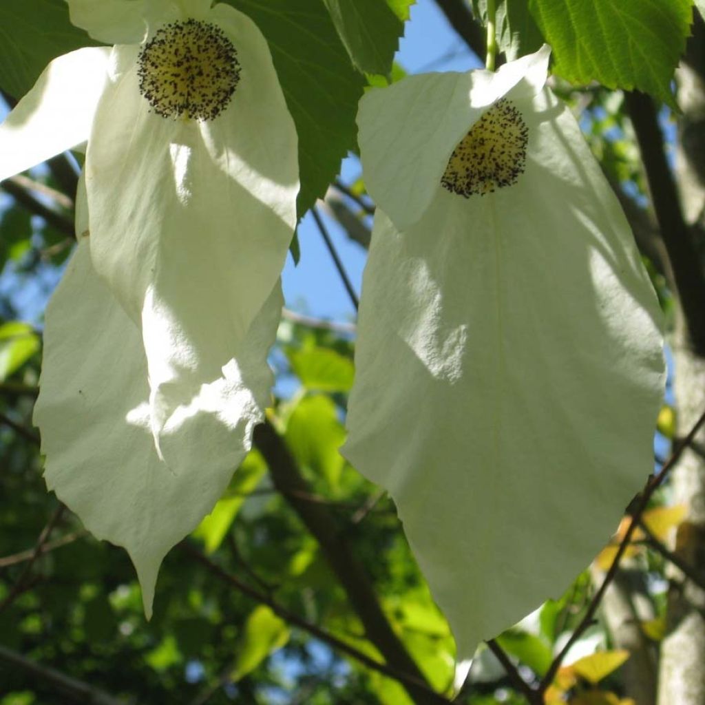 Arbre aux mouchoirs - Davidia involucrata Sonoma