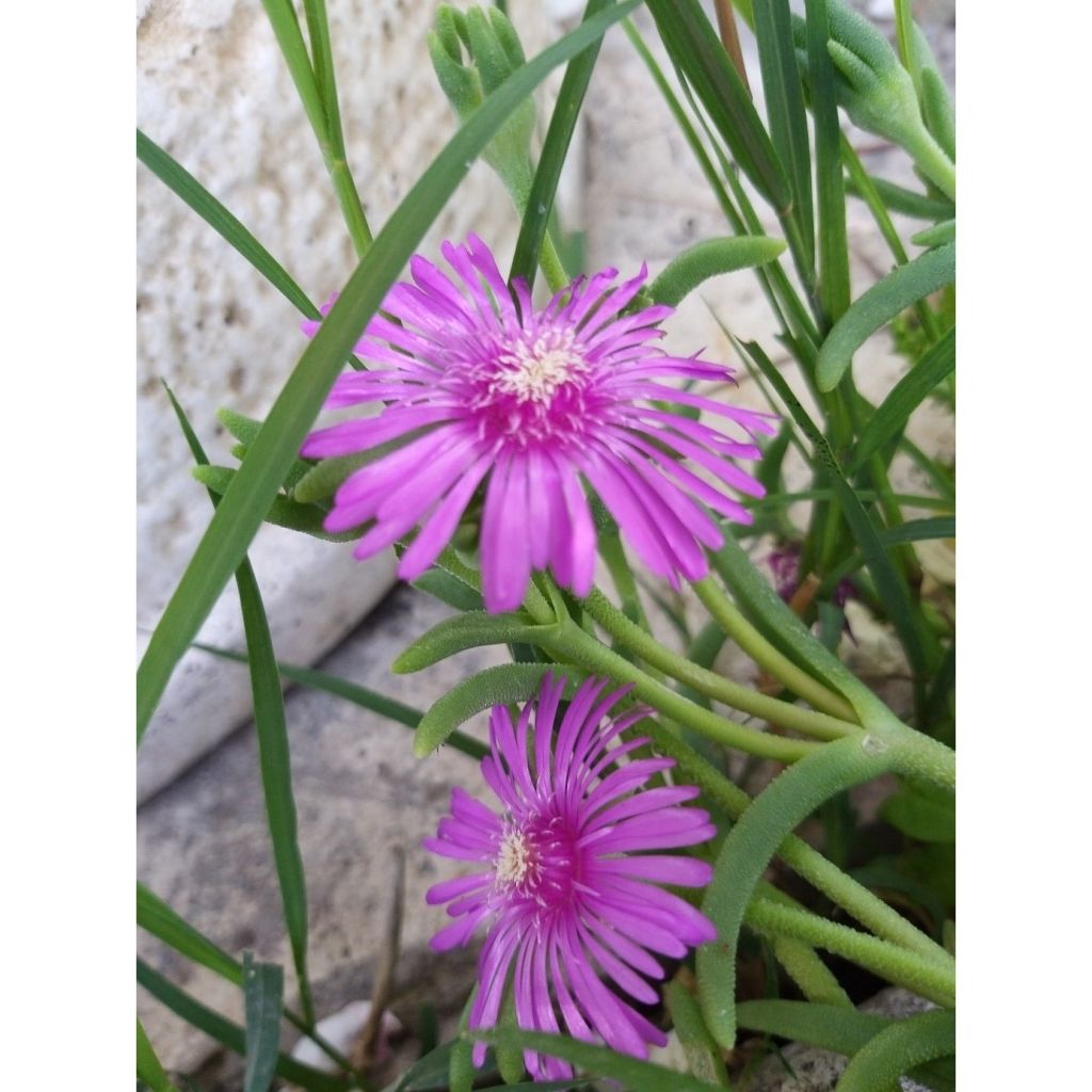 Delosperma cooperi - Pourpier de Cooper