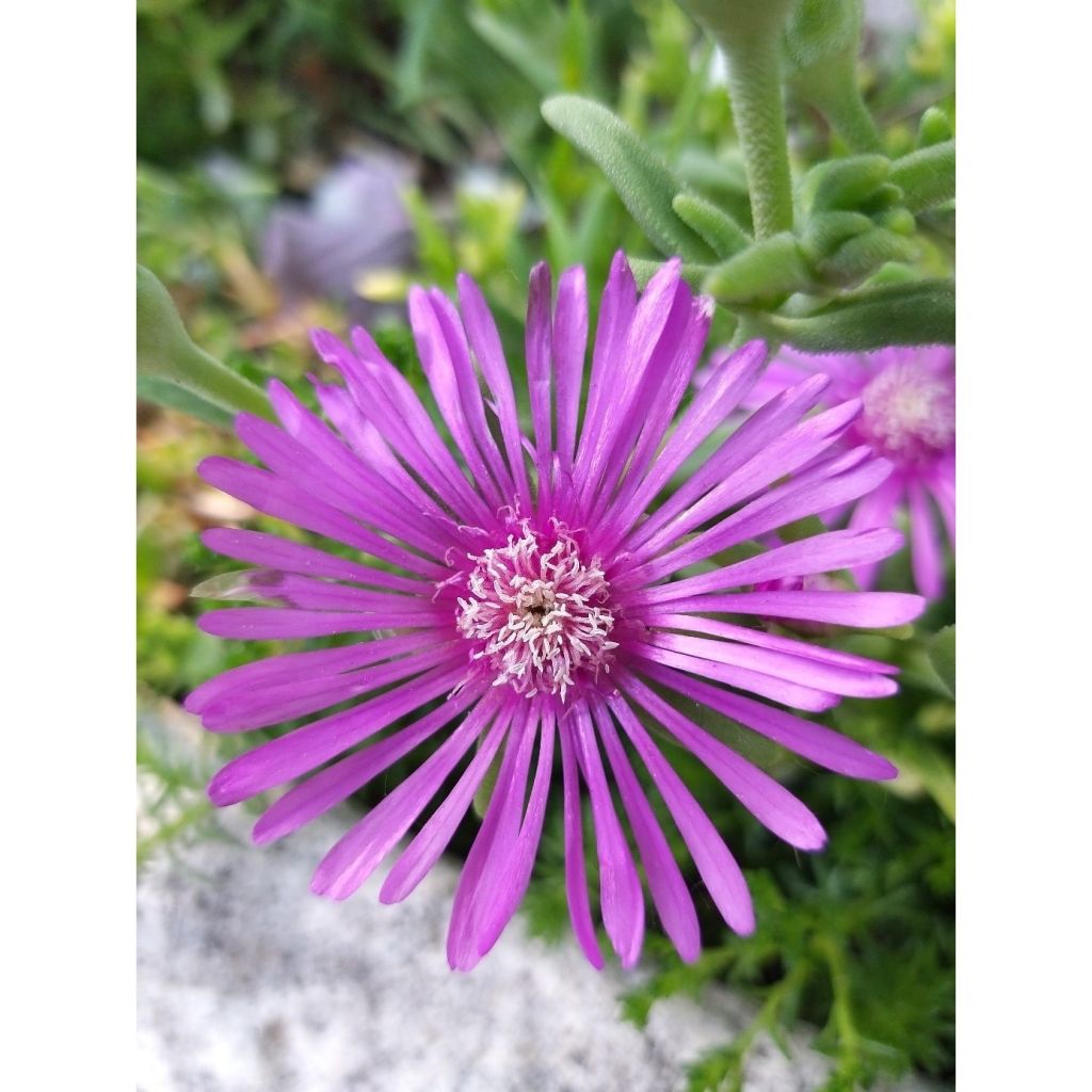 Delosperma cooperi - Pourpier de Cooper