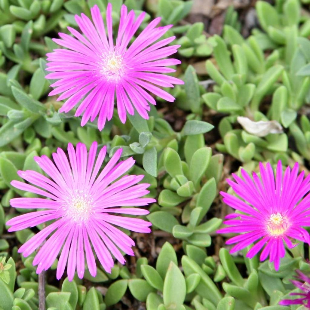 Delosperma Table Mountain - Pourpier vivace 