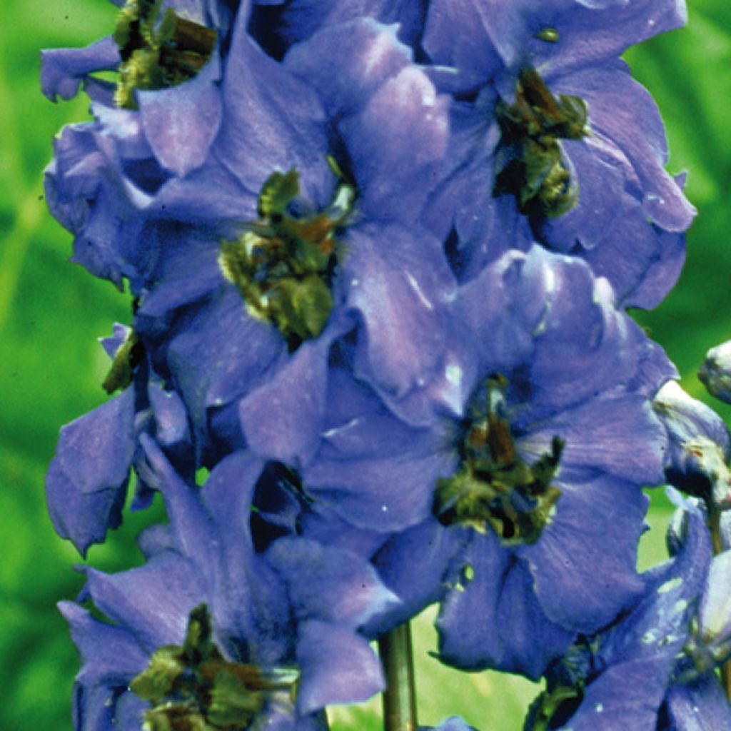 Delphinium Pacific Black Knight, Pied d Alouette