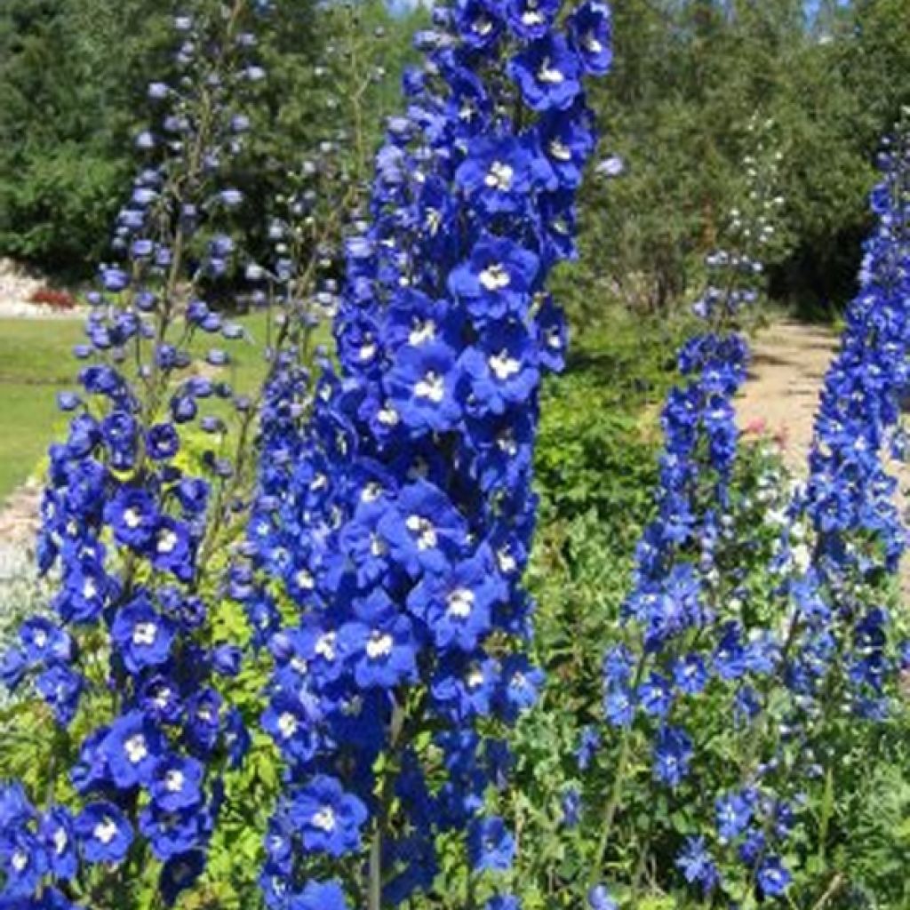 Delphinium Pacific Blue Bird, Pied d'Alouette