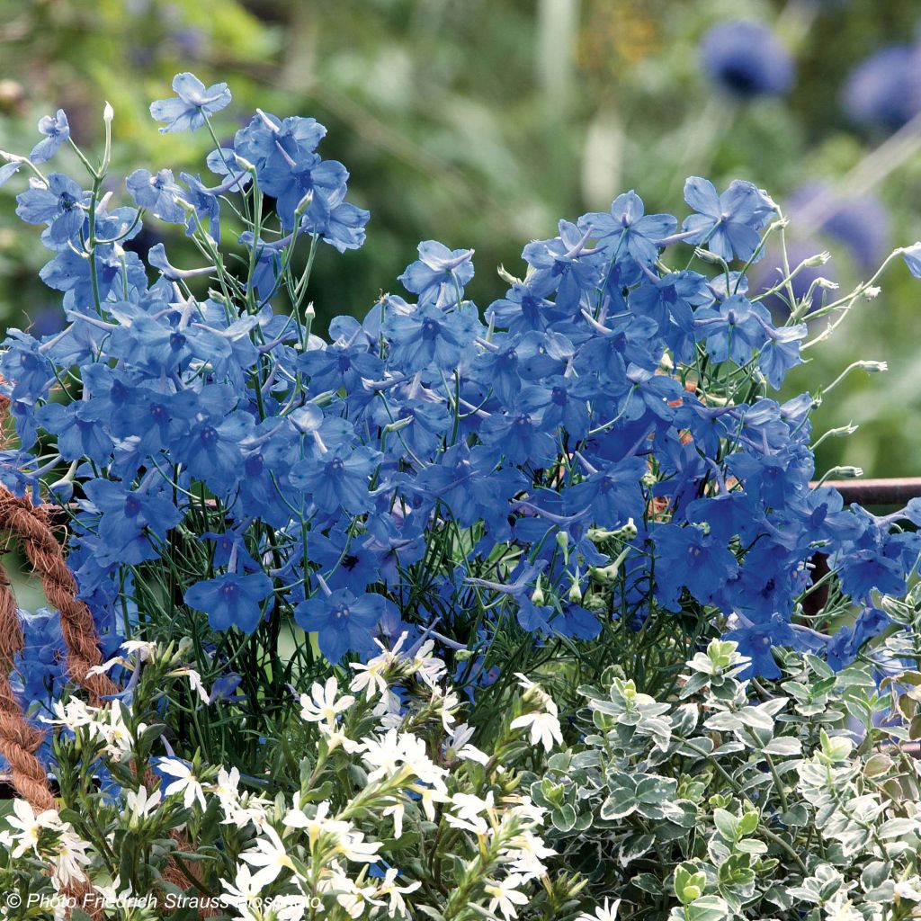 Graines de Delphinium Blue Diamonds - Pied d'alouette de Chine bleu