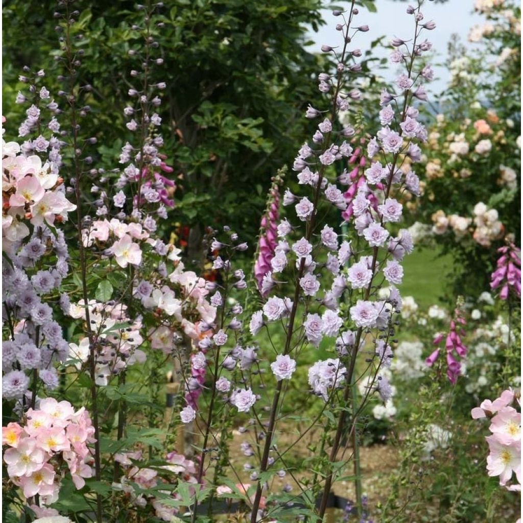 Delphinium Highlander Cha Cha - Pied d'alouette vivace