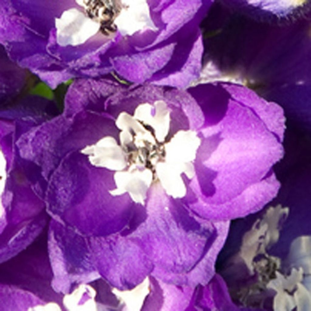 Delphinium Pacific King Arthur - Pied d'Alouette vivace