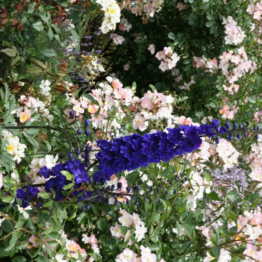 Delphinium Pacific Black Knight - Pied d'Alouette vivace