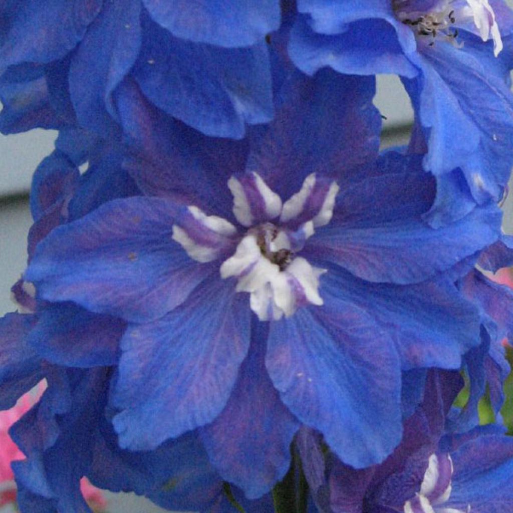 Delphinium Pacific Blue Bird, Pied d'Alouette