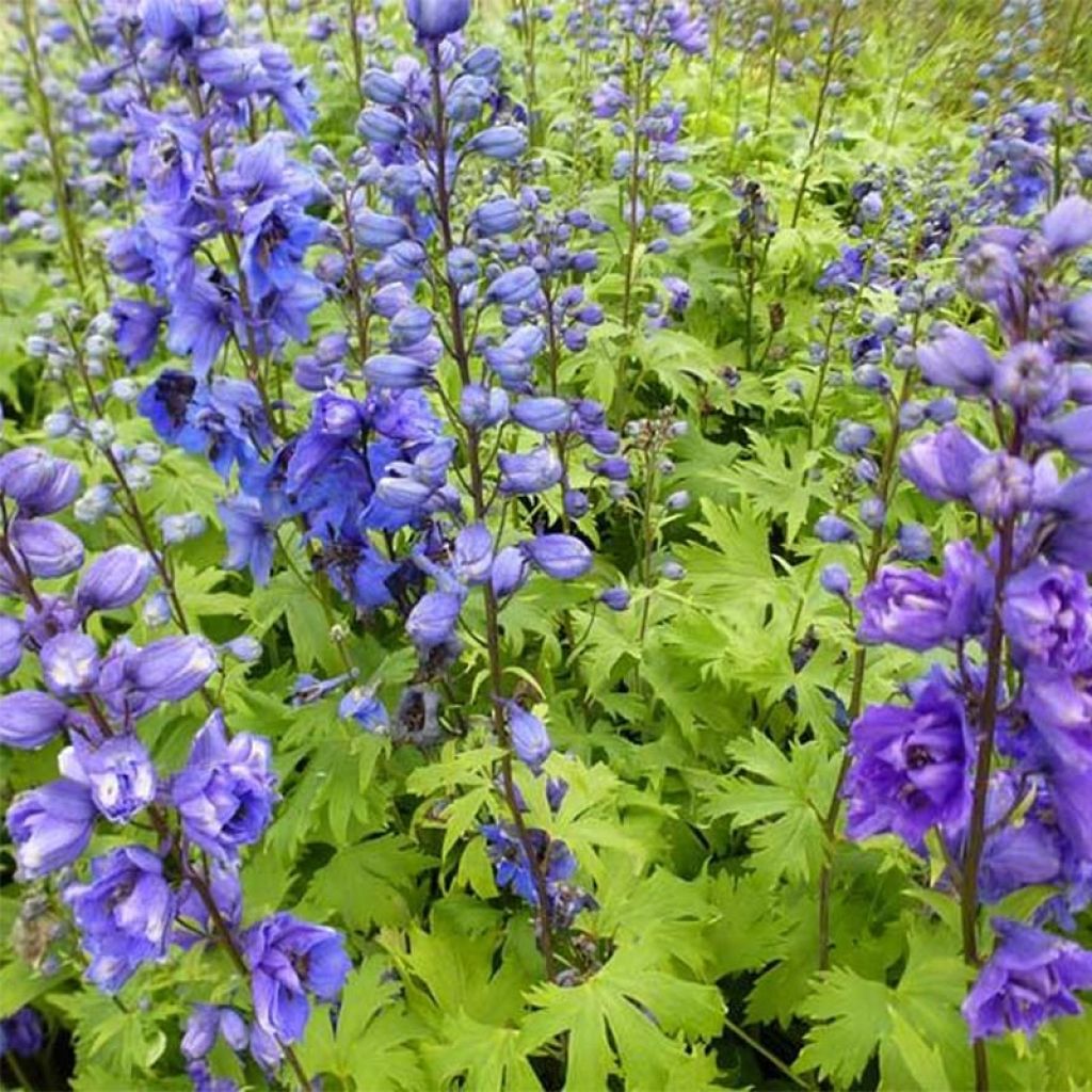 Delphinium Pacific Blue Jay - Pied d'Alouette vivace