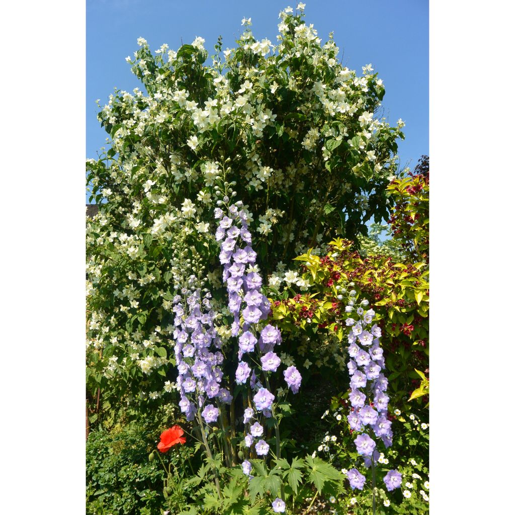 Delphinium Pacific Guinerve - Pied d'Alouette vivace