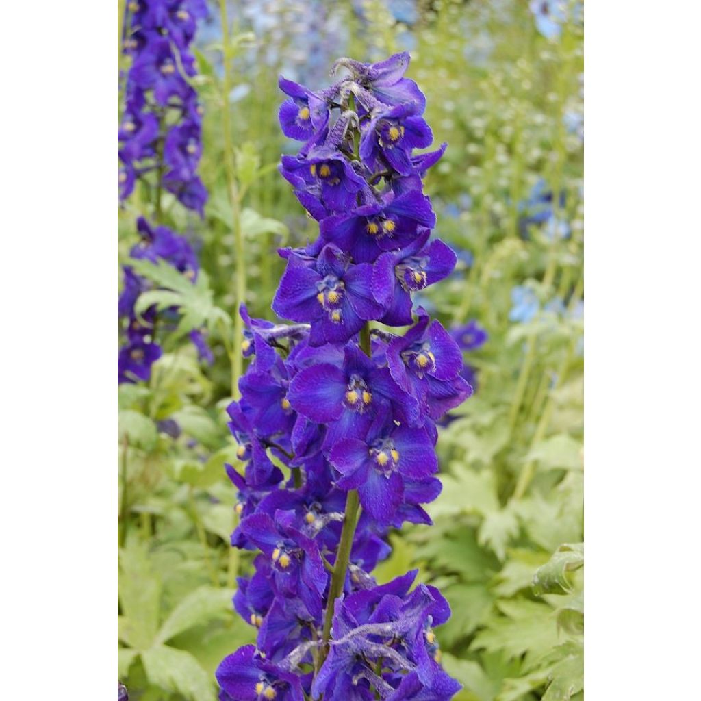 Delphinium belladonna Kleine Nachtmusik - Pied d'Alouette vivace