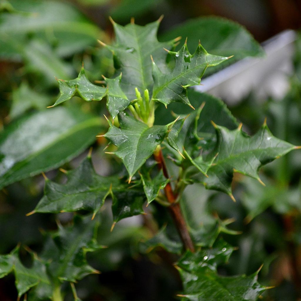 Desfontainea spinosa 