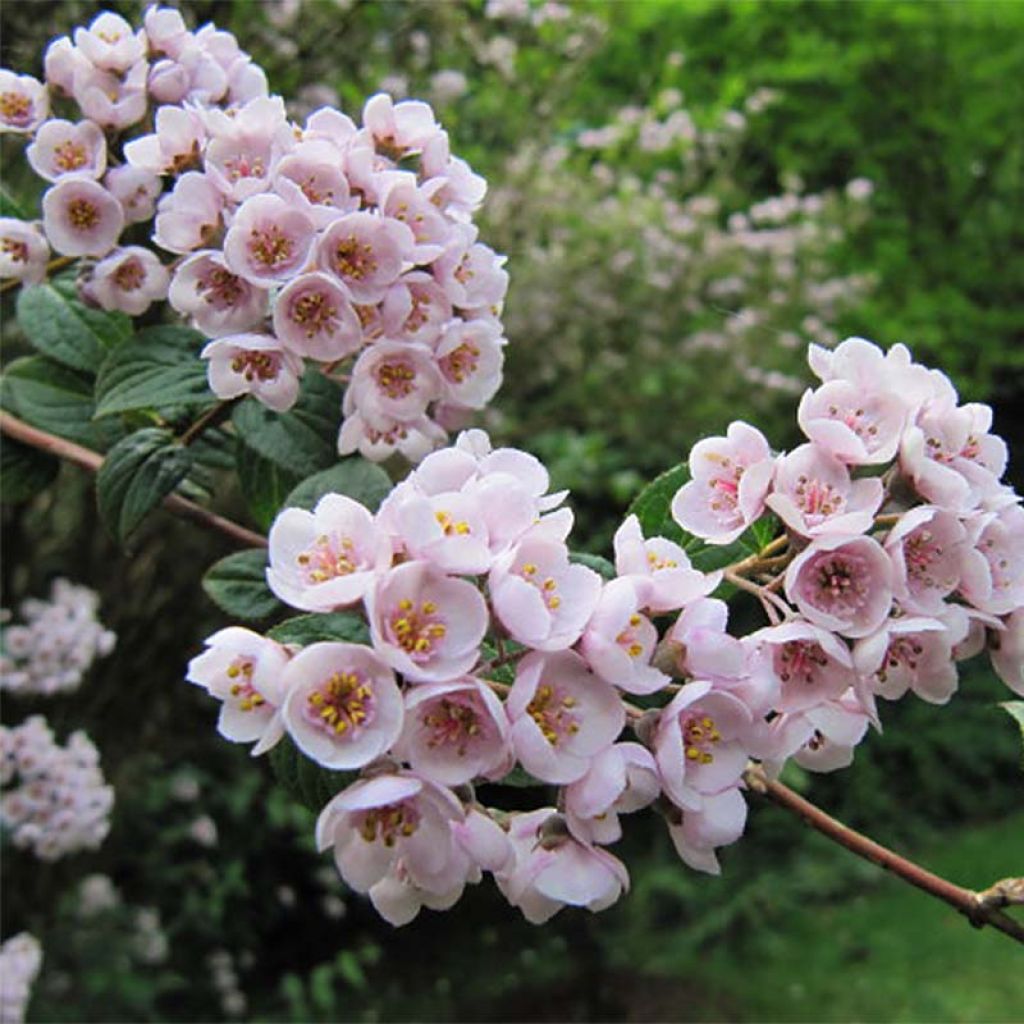 Deutzia compacta Lavender Time - Deutzie