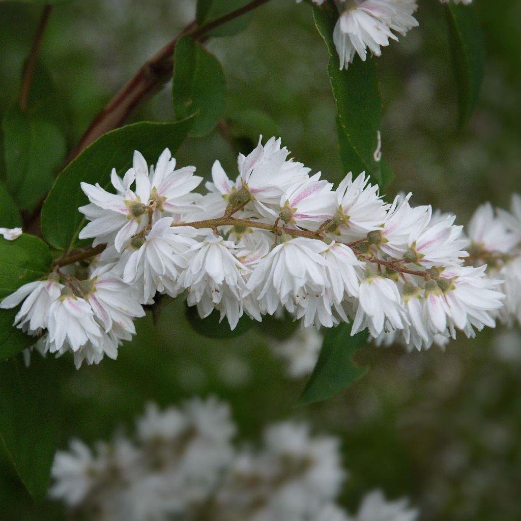 Deutzia crenata Pride of Rochester