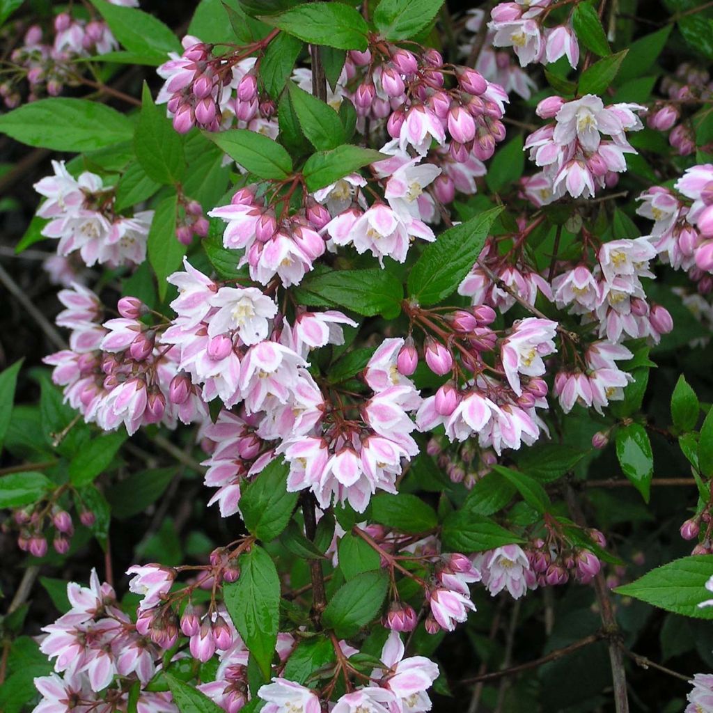 Deutzia purpurascens Kalmiiflora - Deutzie