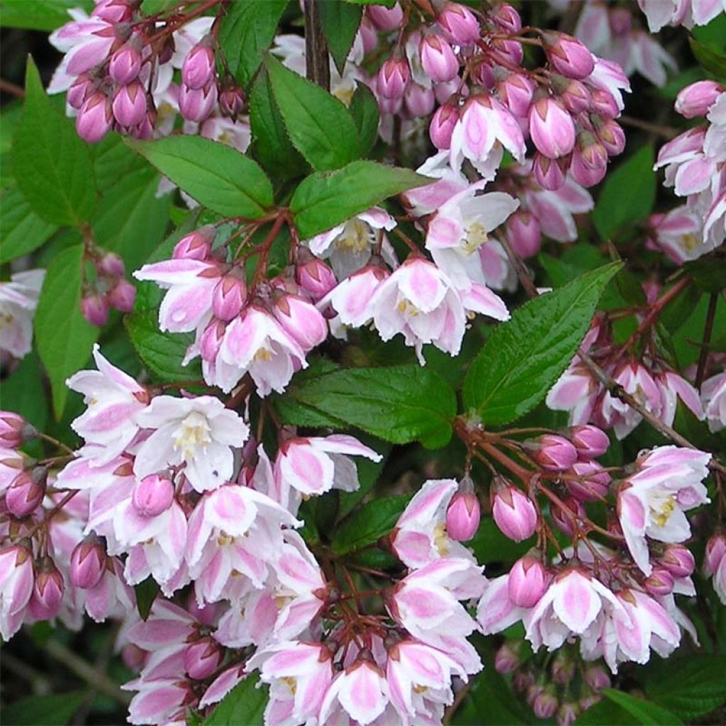 Deutzia purpurascens Kalmiiflora - Deutzie