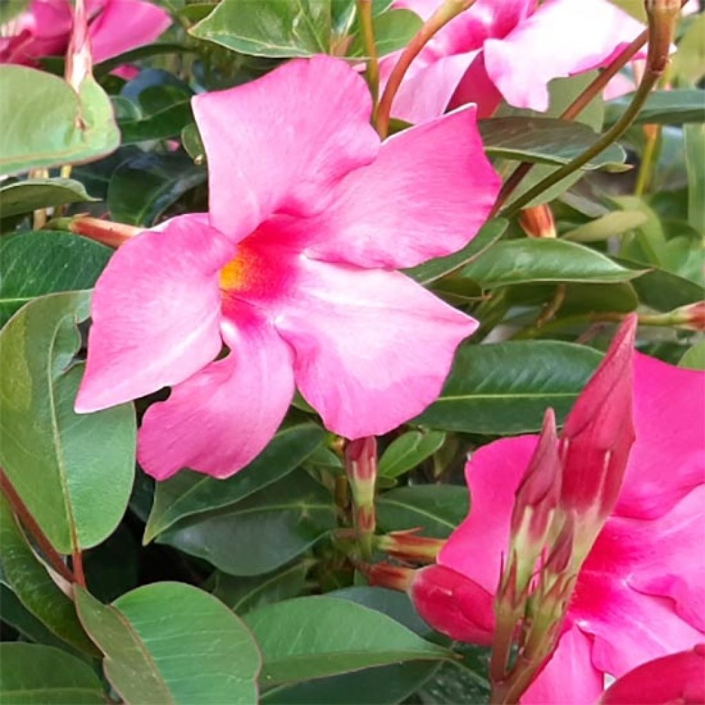 Dipladenia Diamantina Opale Fuchsia Flammé 