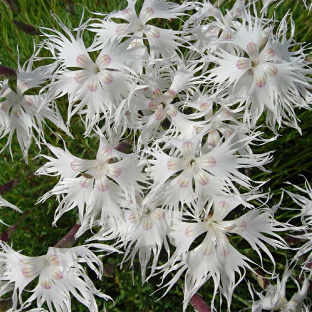 Dianthus arenarius - Oeillet des sables