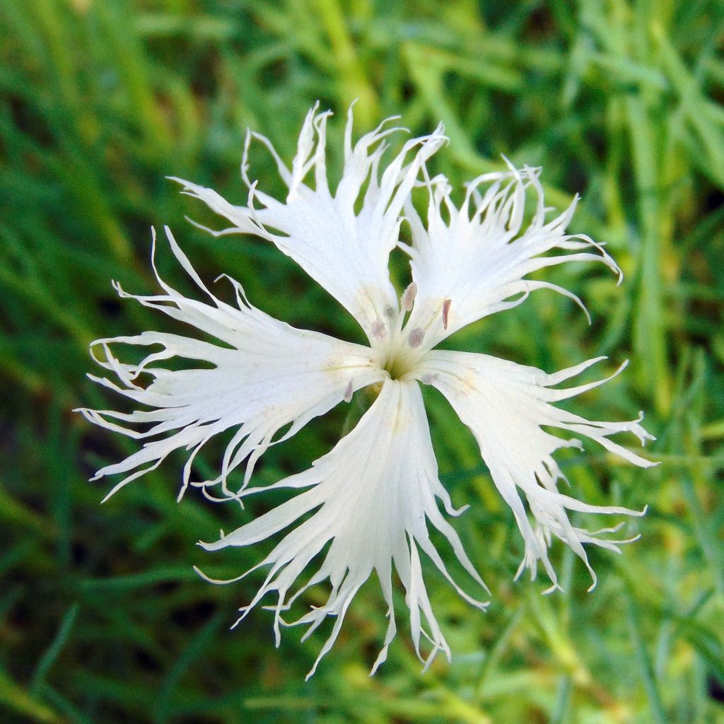 Dianthus arenarius - Oeillet des sables