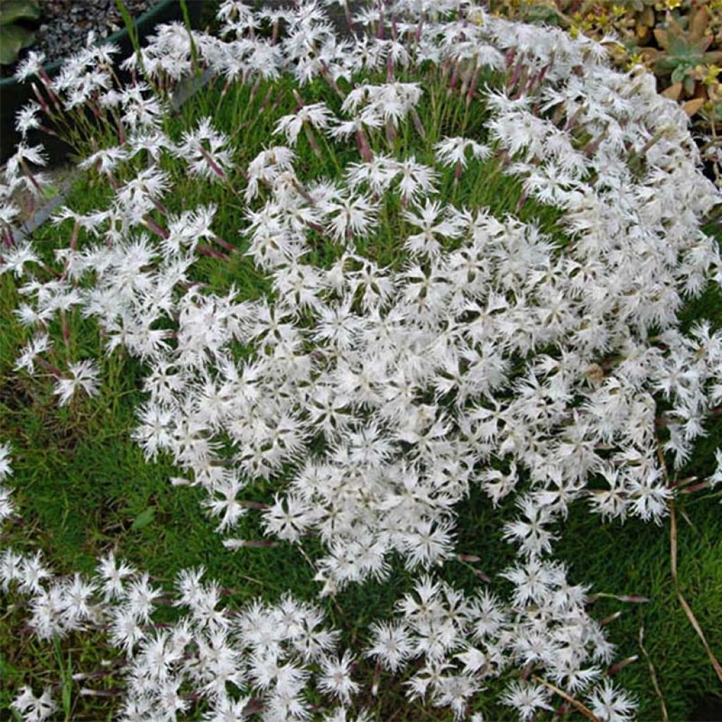 Dianthus arenarius - Oeillet des sables