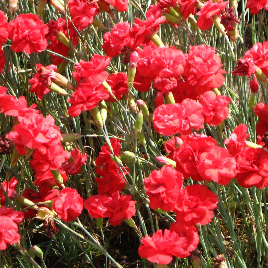 Dianthus plumarius David - Oeillet mignardise rouge vif.