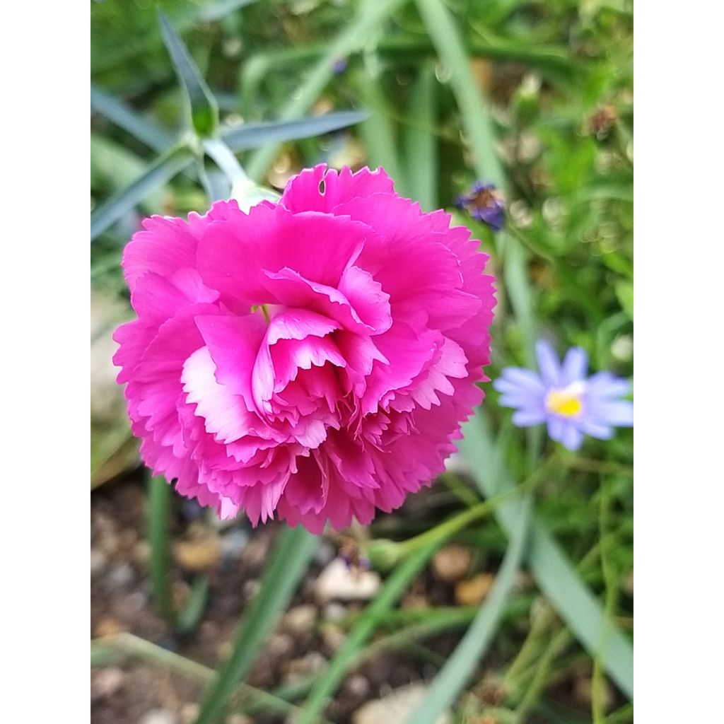 Dianthus plumarius Lily the Pink - Oeillet mignardise