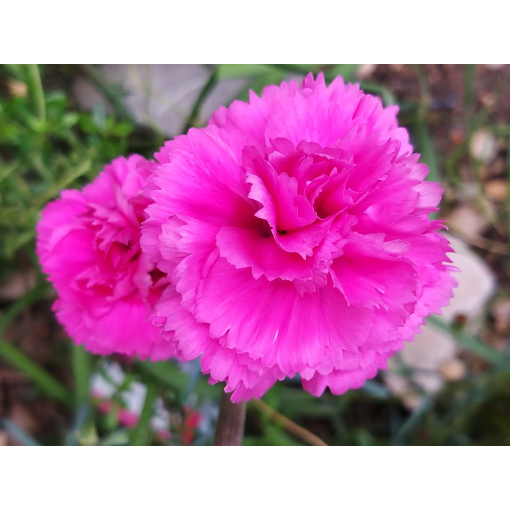 Dianthus plumarius Lily the Pink - Oeillet mignardise